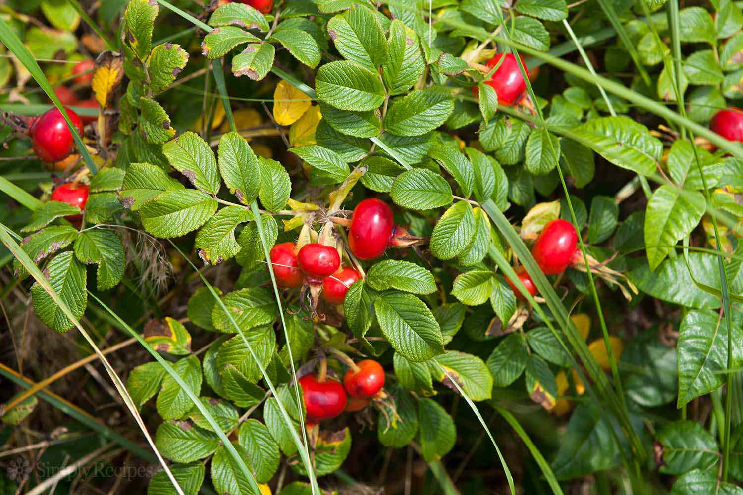 Rose Bushes with Ripe Hips