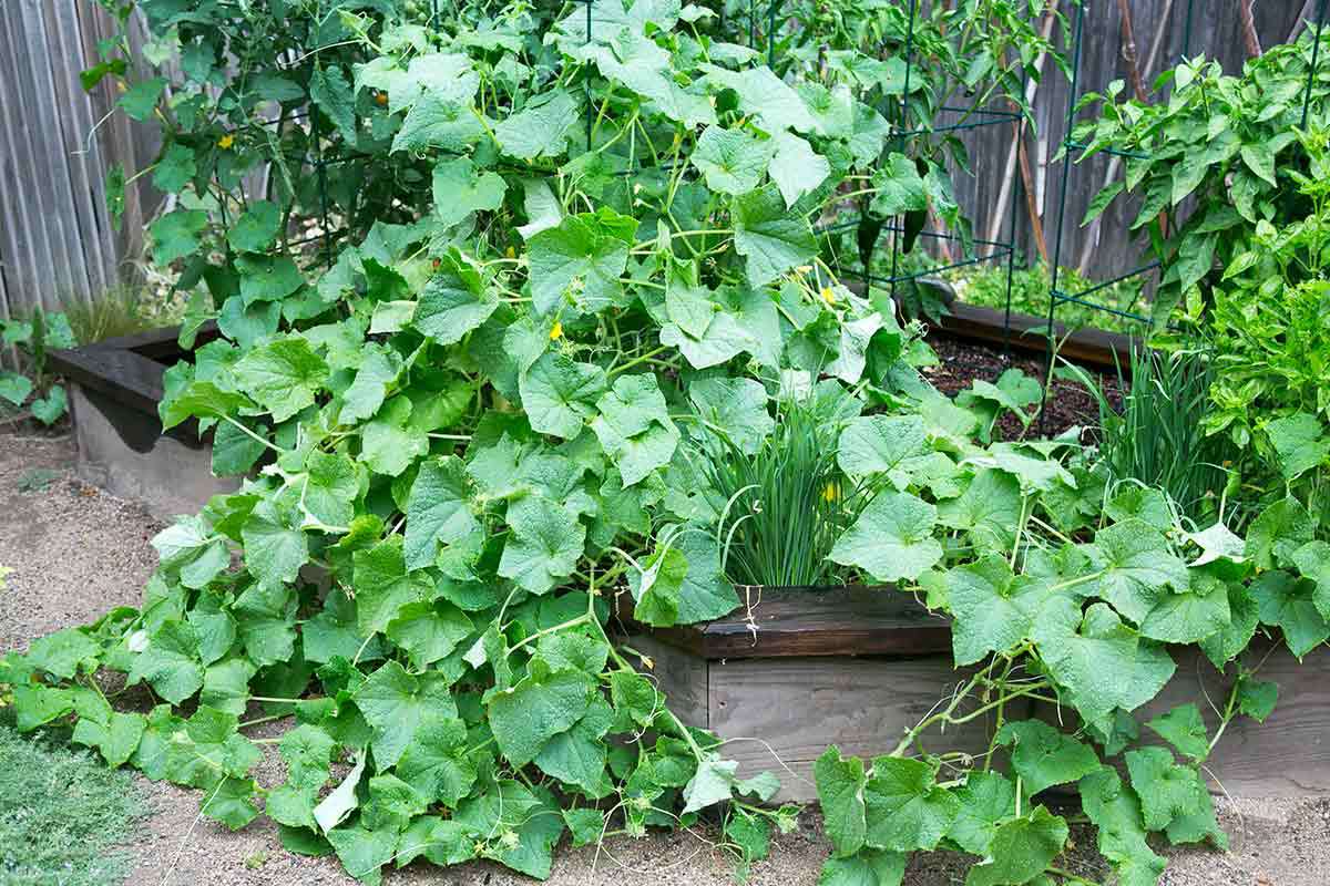 Cucumber plant in garden