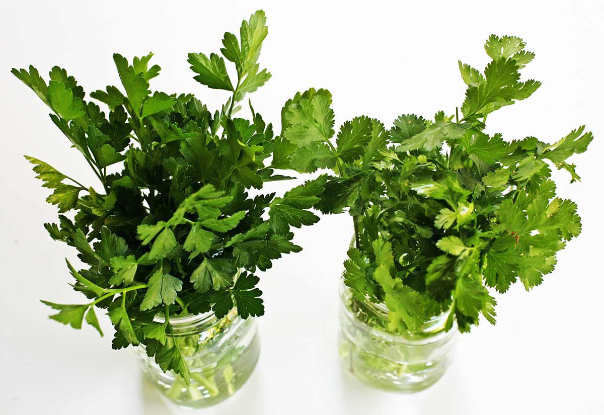 how to store parsley and fresh herbs