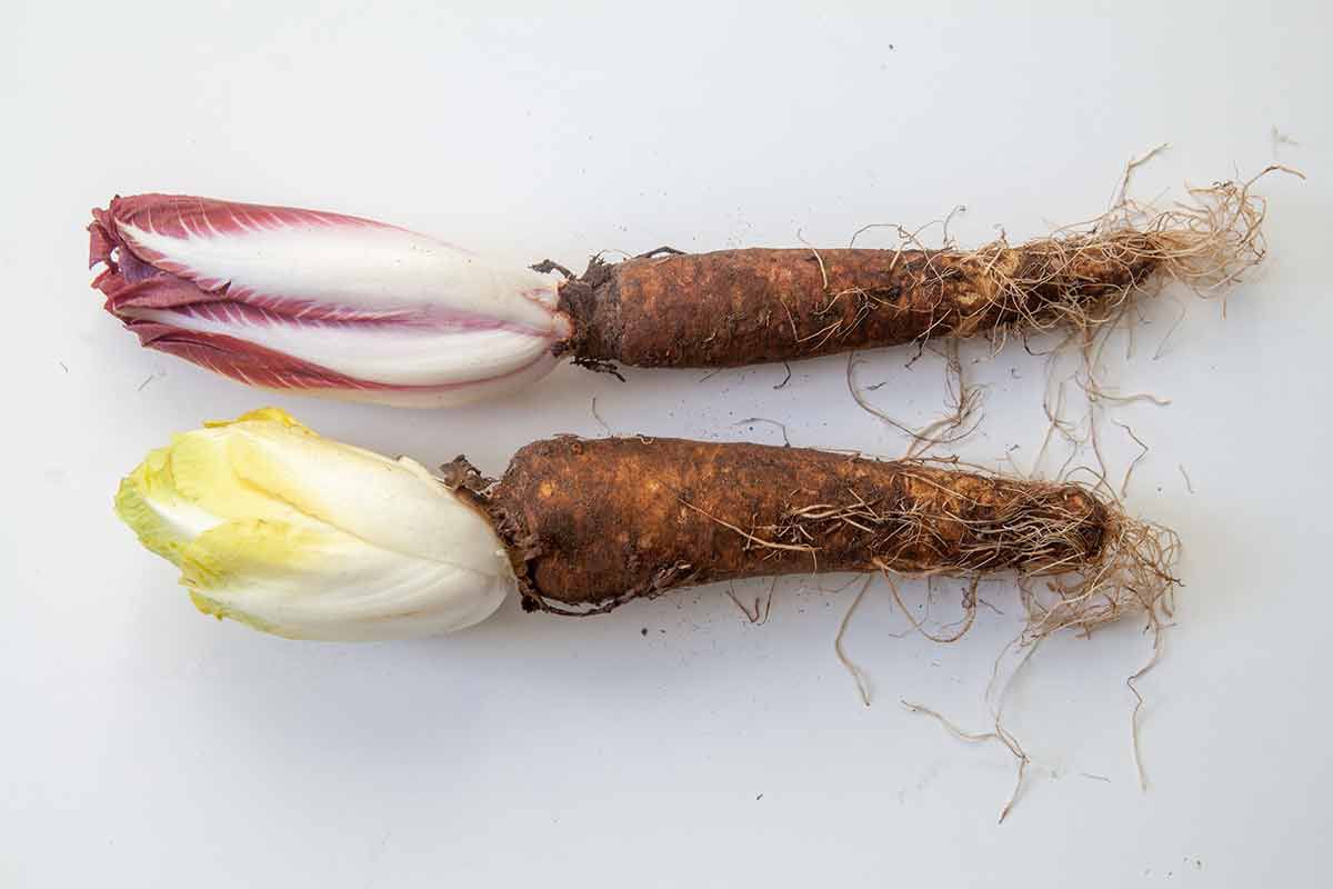 endive on their roots