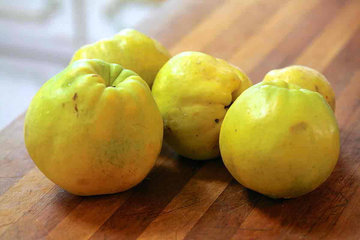 fresh quince fruit