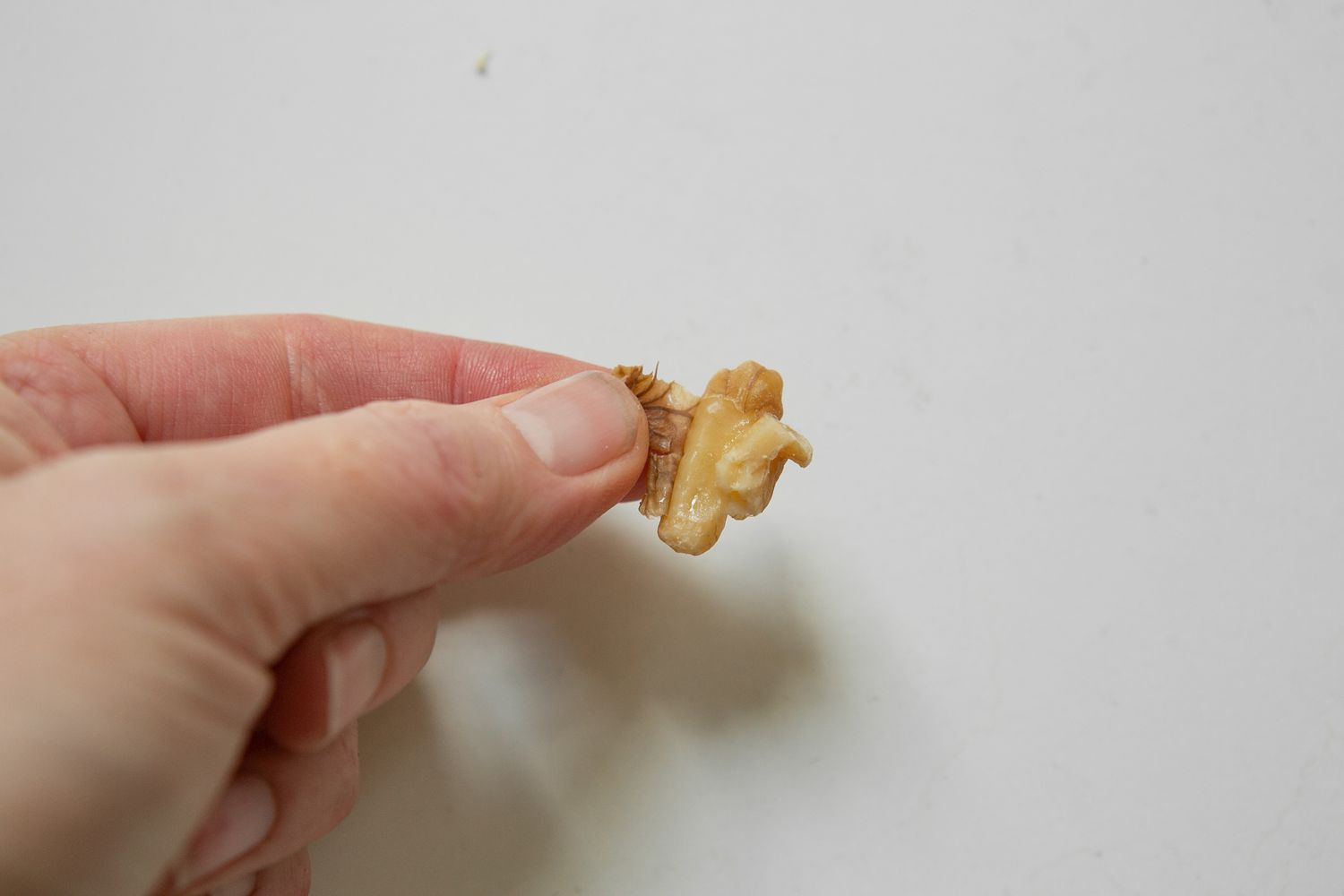 Walnut for Chile en Nogada