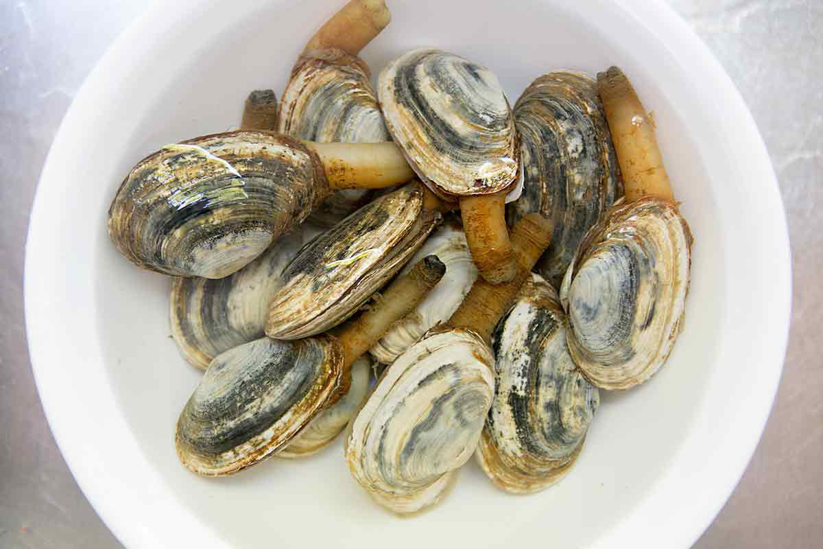 how to cook clams - soaking steamers