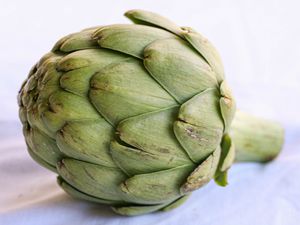A large globe artichoke 