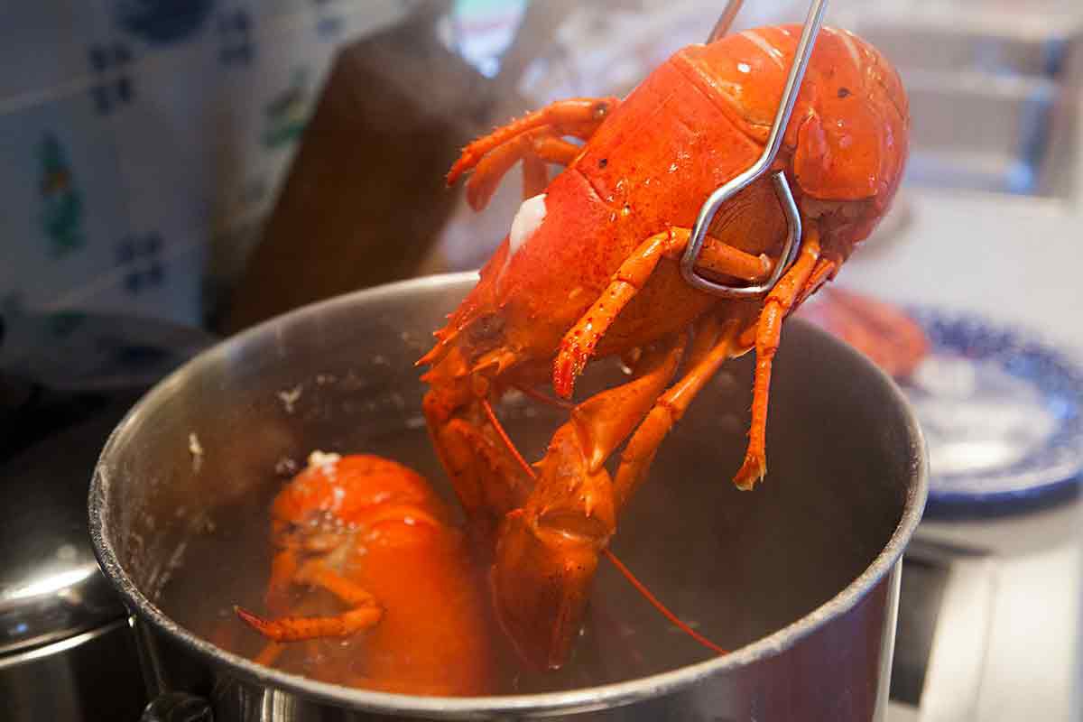 Two boiled lobsters being pulled from water with tongs