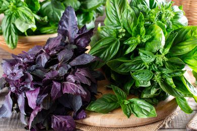 fresh basil on a wooden cutting board (2 different varieties - green and purple)