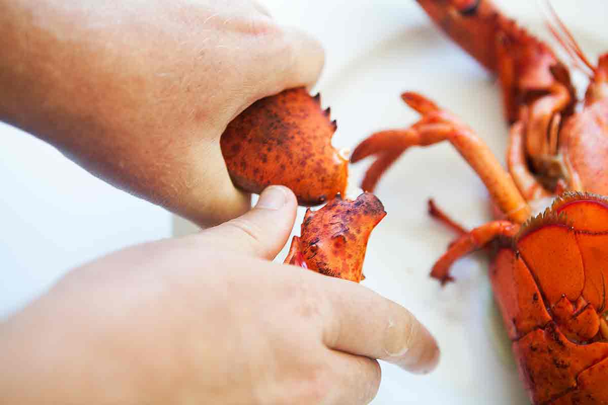 A lobster claw being separated from the joints