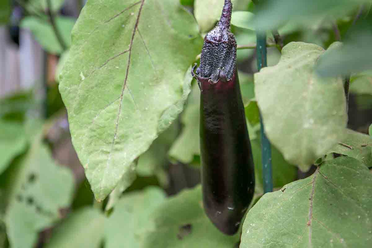Japanese Eggplant in Garden