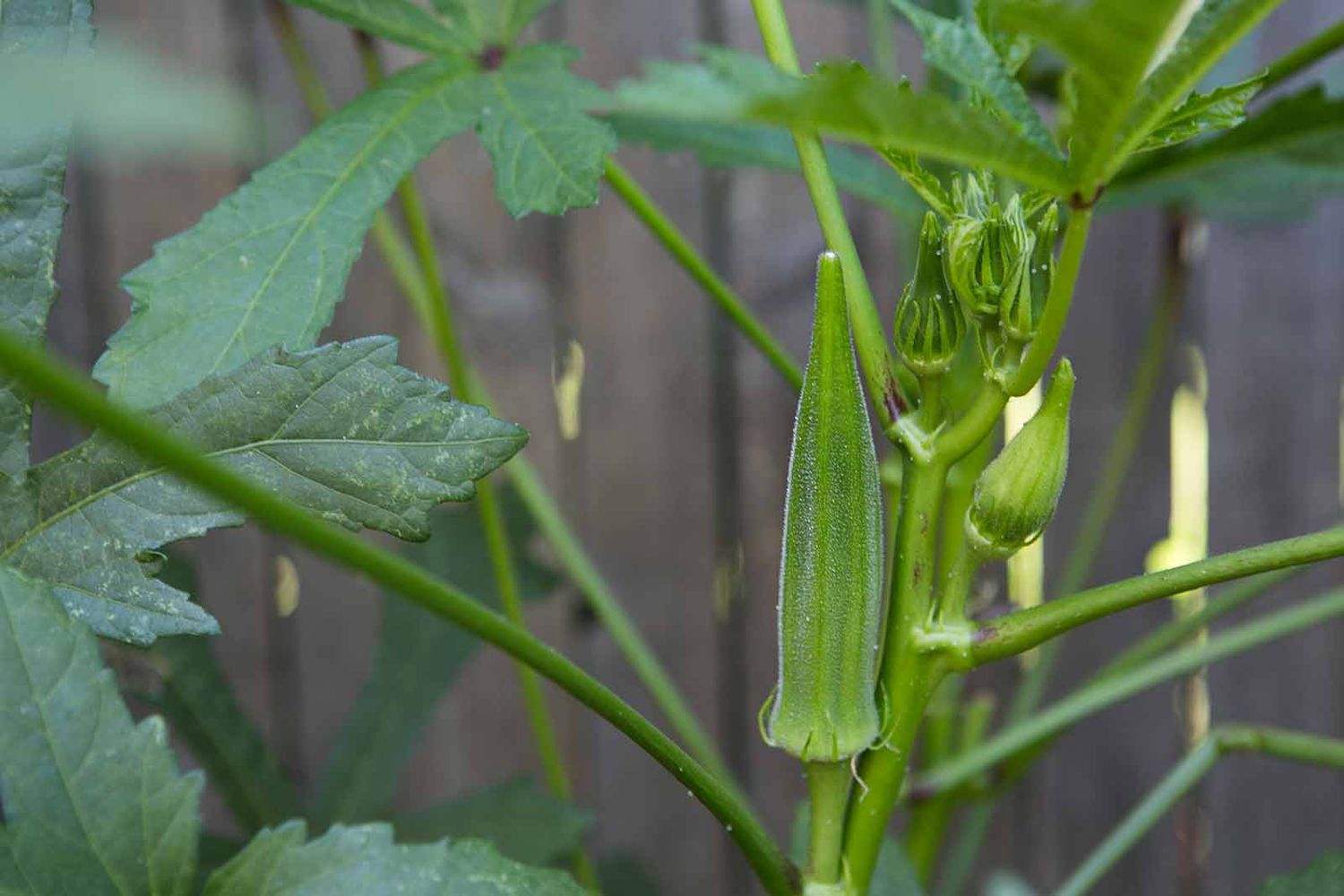 Okra