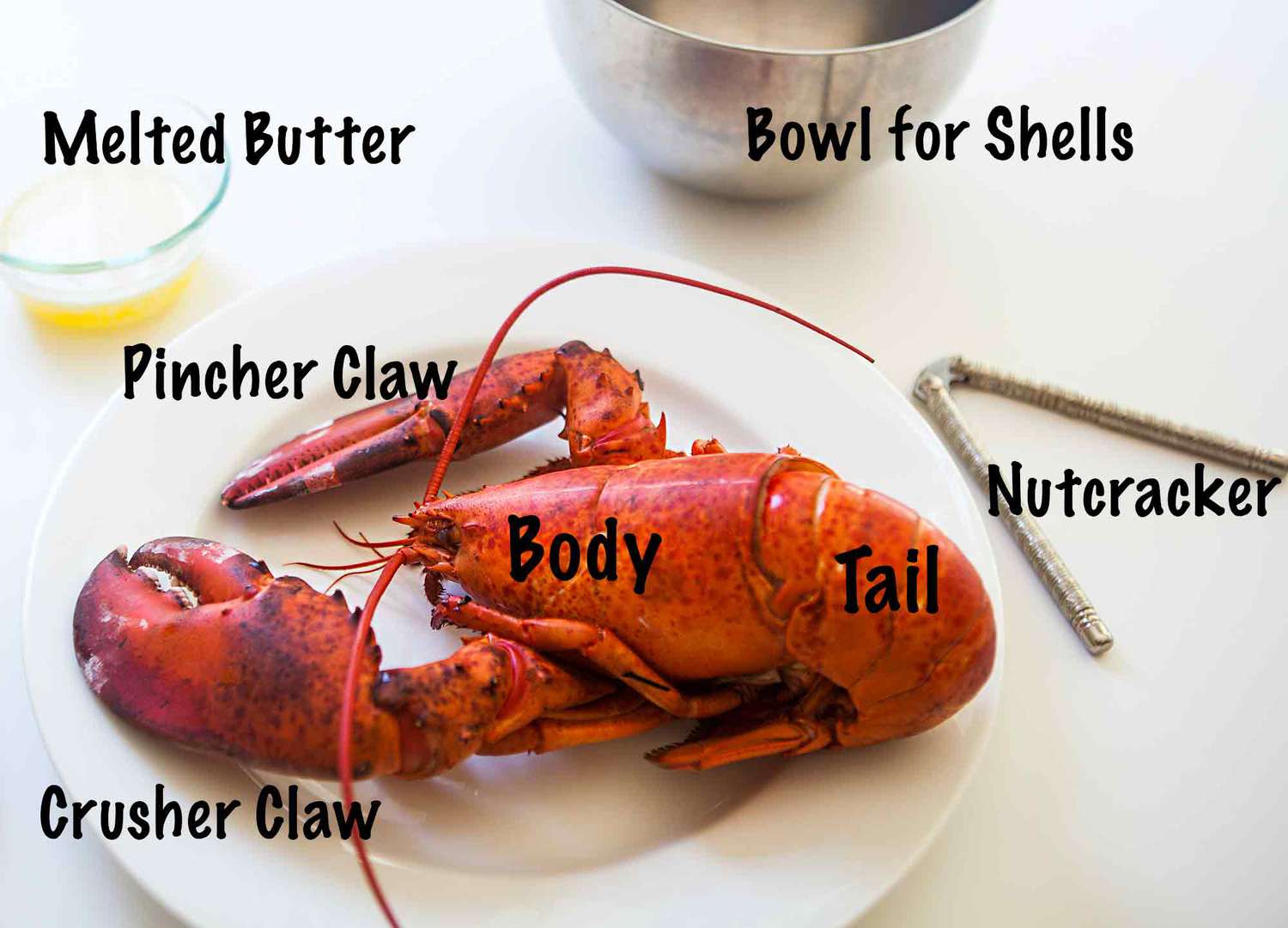 An image of a lobster on a plate with the words, "crusher claw", "pincher claw", "body", "tail", "melted butter", "bowl for shells", and "nutcracker" all written over the image