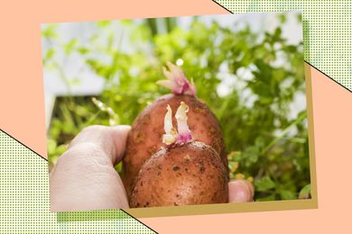 Sprouted potatoes