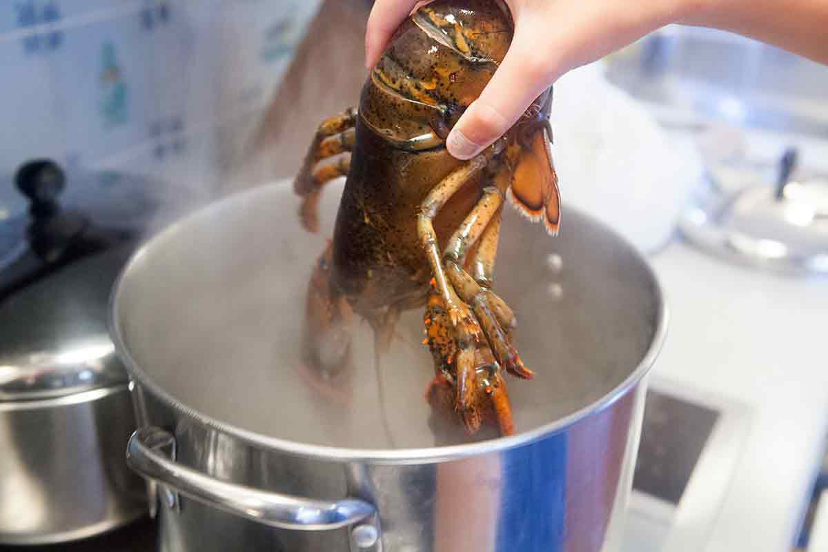 A lobster being placed head first into boiling salted water