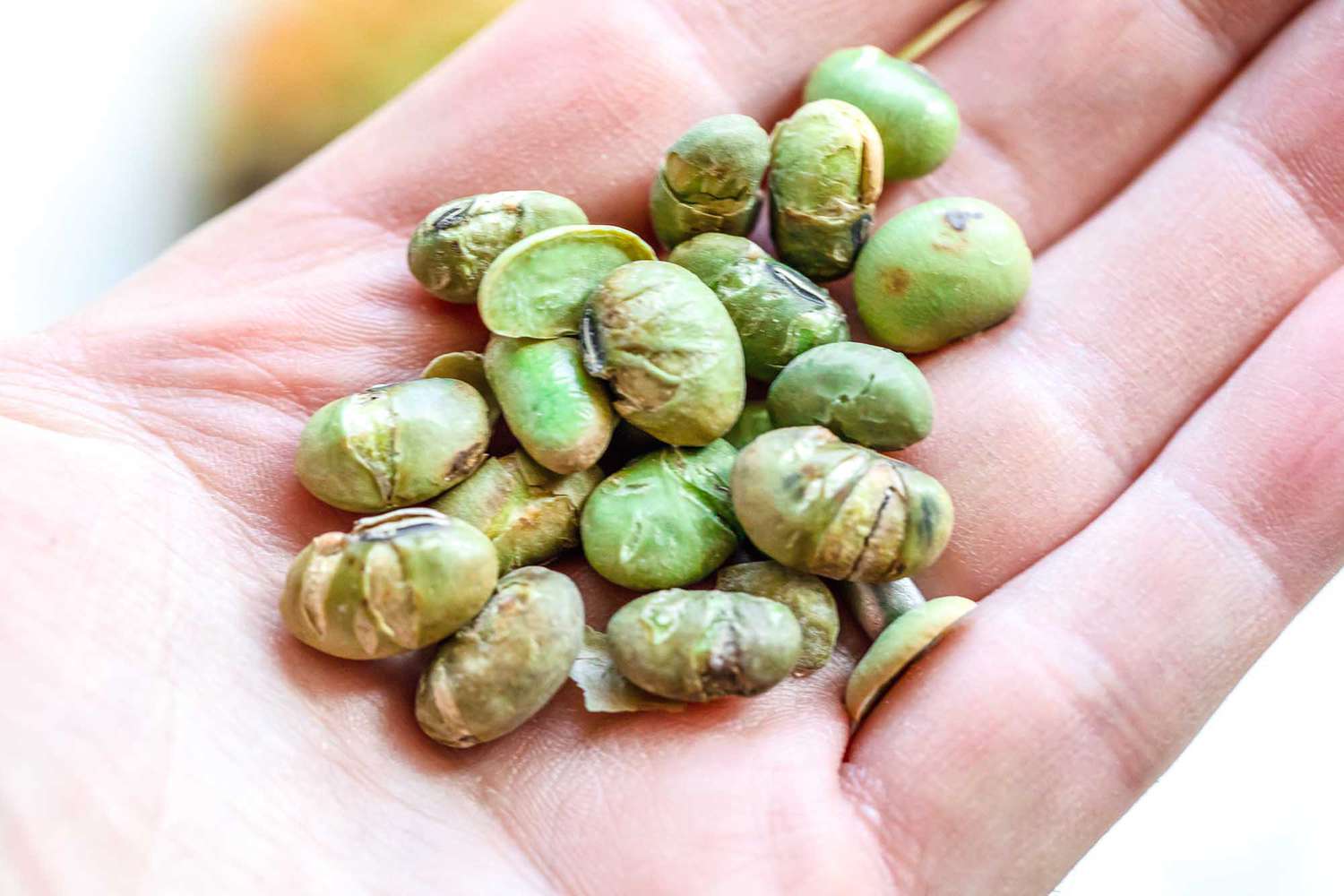 A hand holds dry edamame.