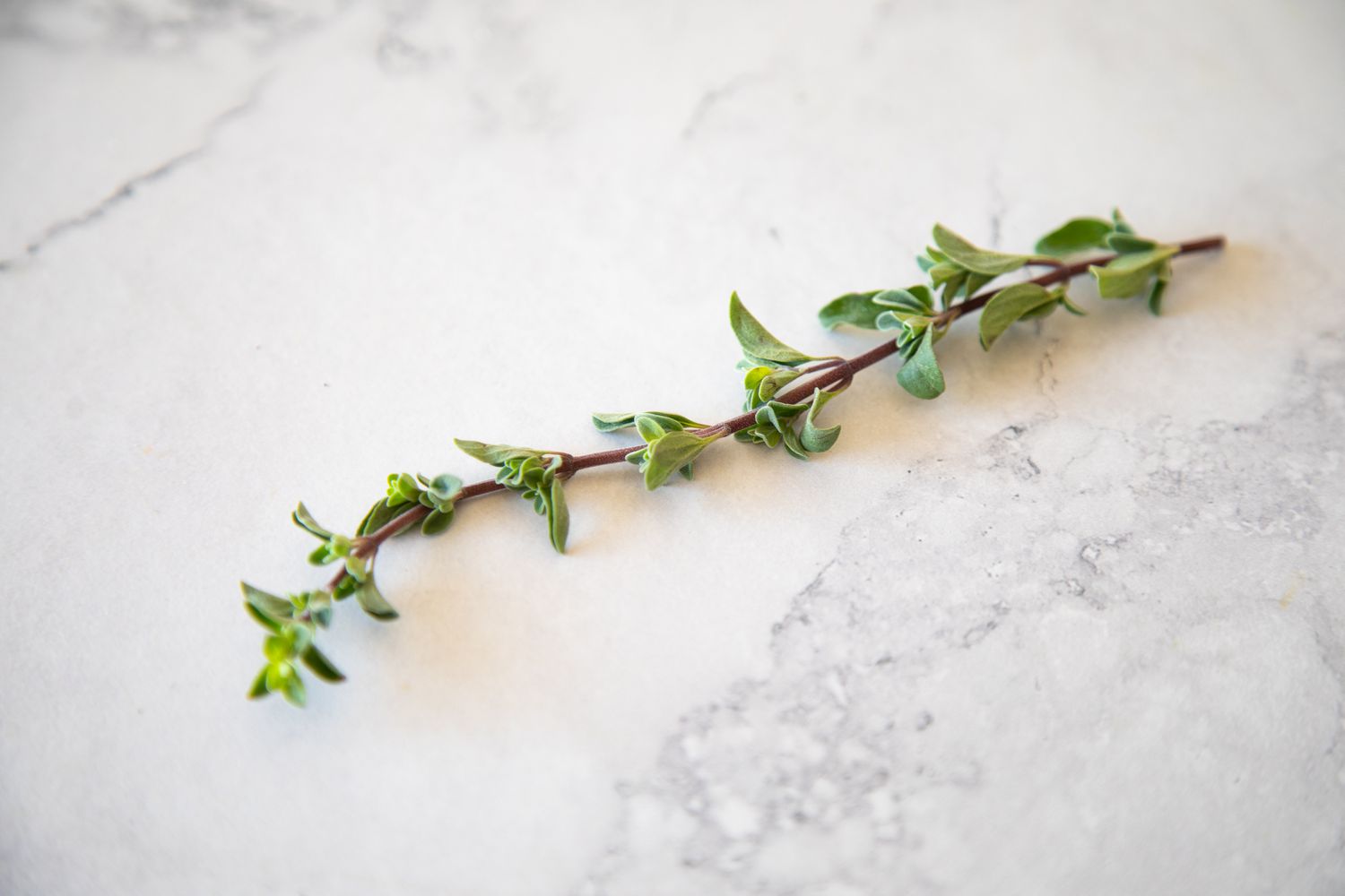 Sprig of Fresh Marjoram