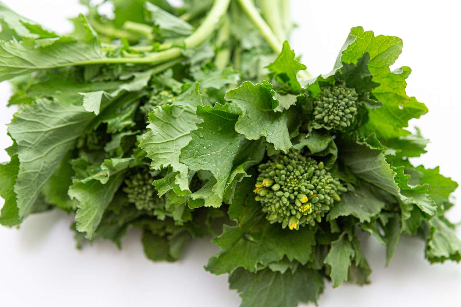 Close up of fresh broccoli rabe.