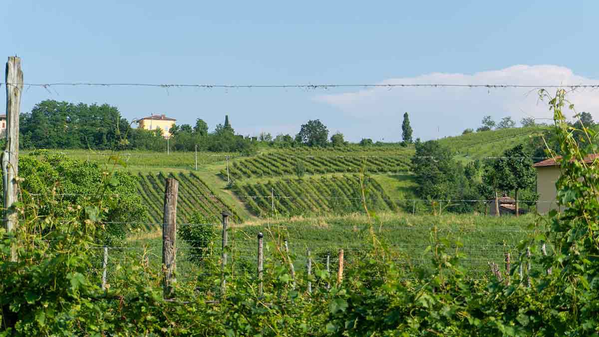 Grape vines in landscape of Modena Italy