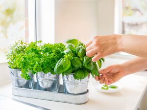 Close up woman's hand picking leaves of basil greenery from a mini herb garden on a kitchen countertop