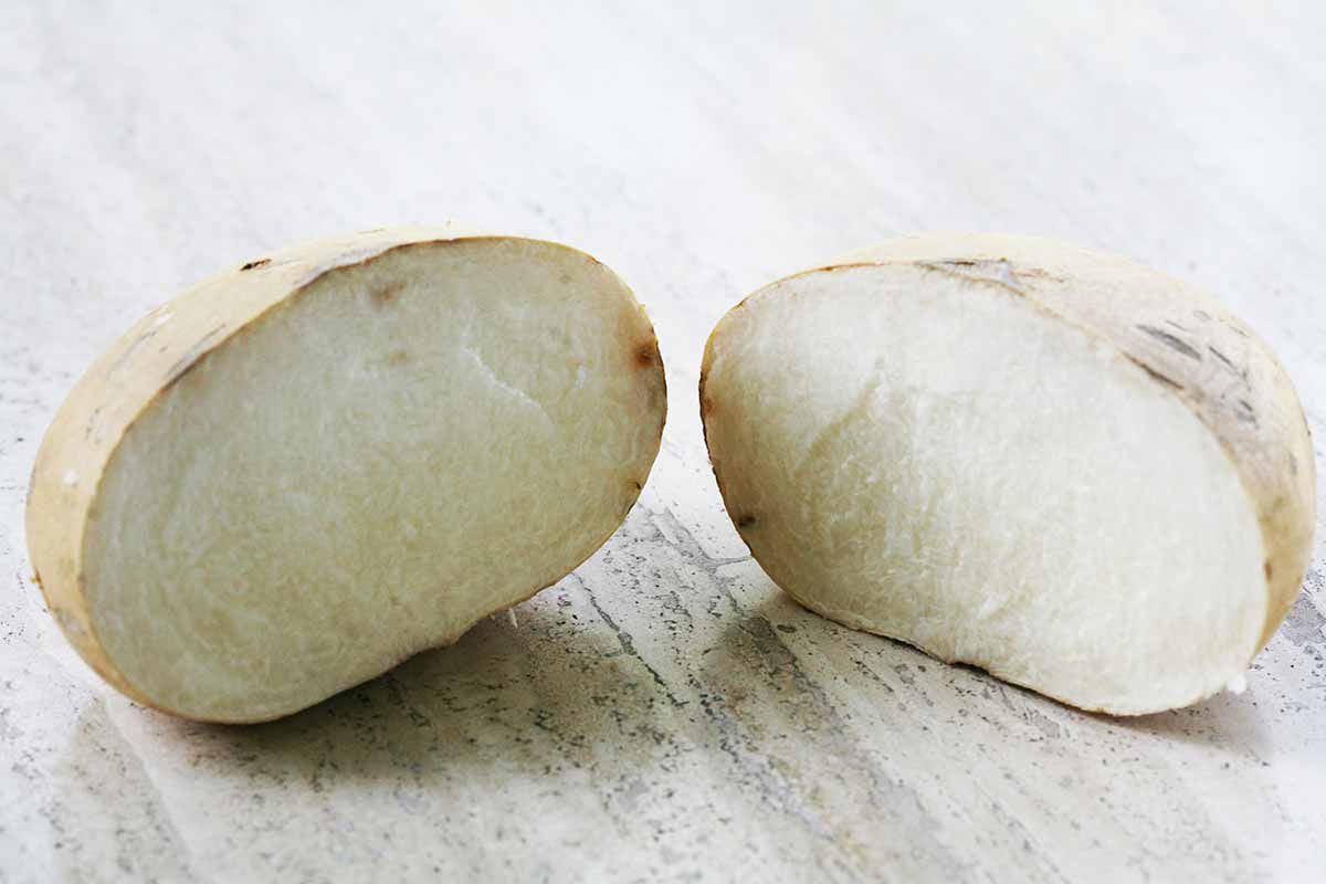Jicama