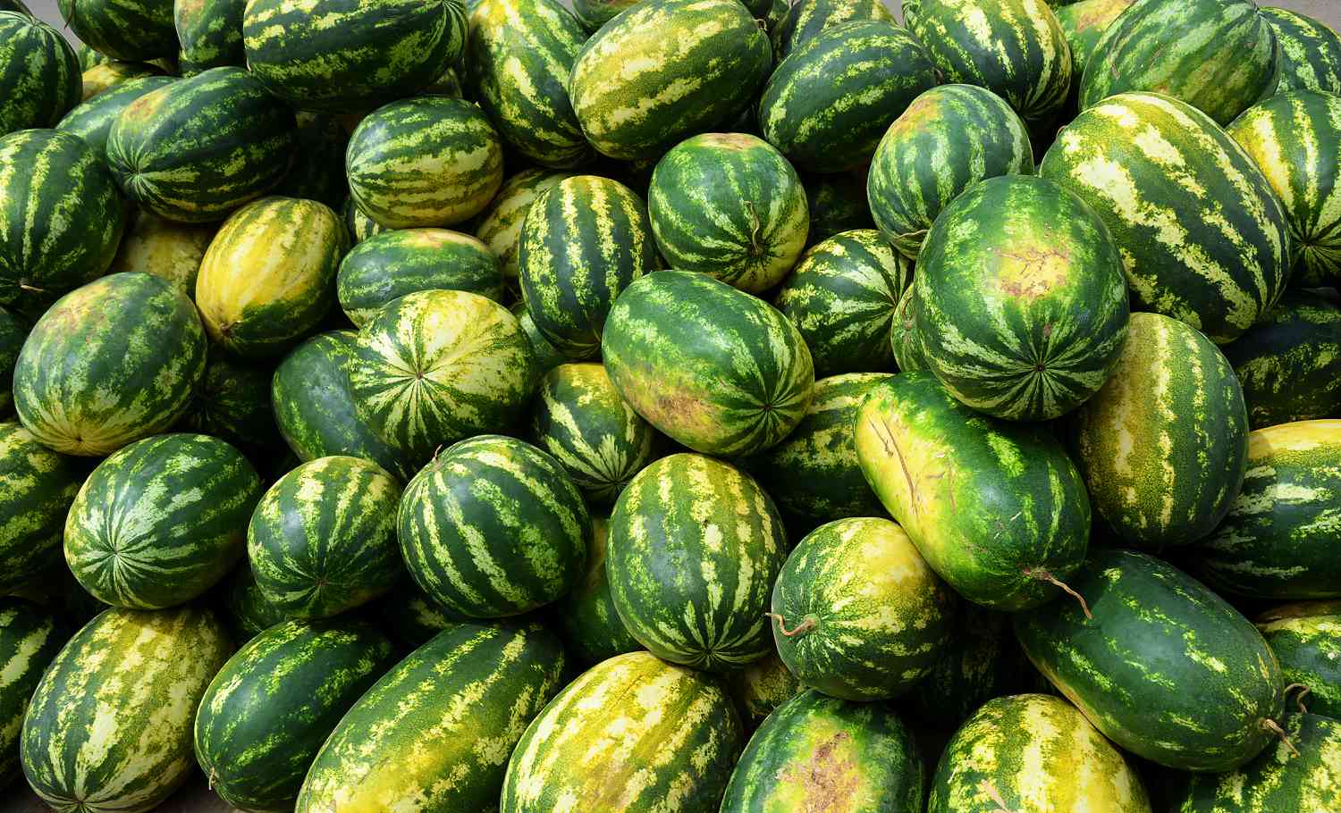 A pile of watermelons with field spots