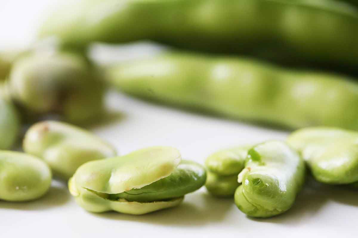 Fava Beans