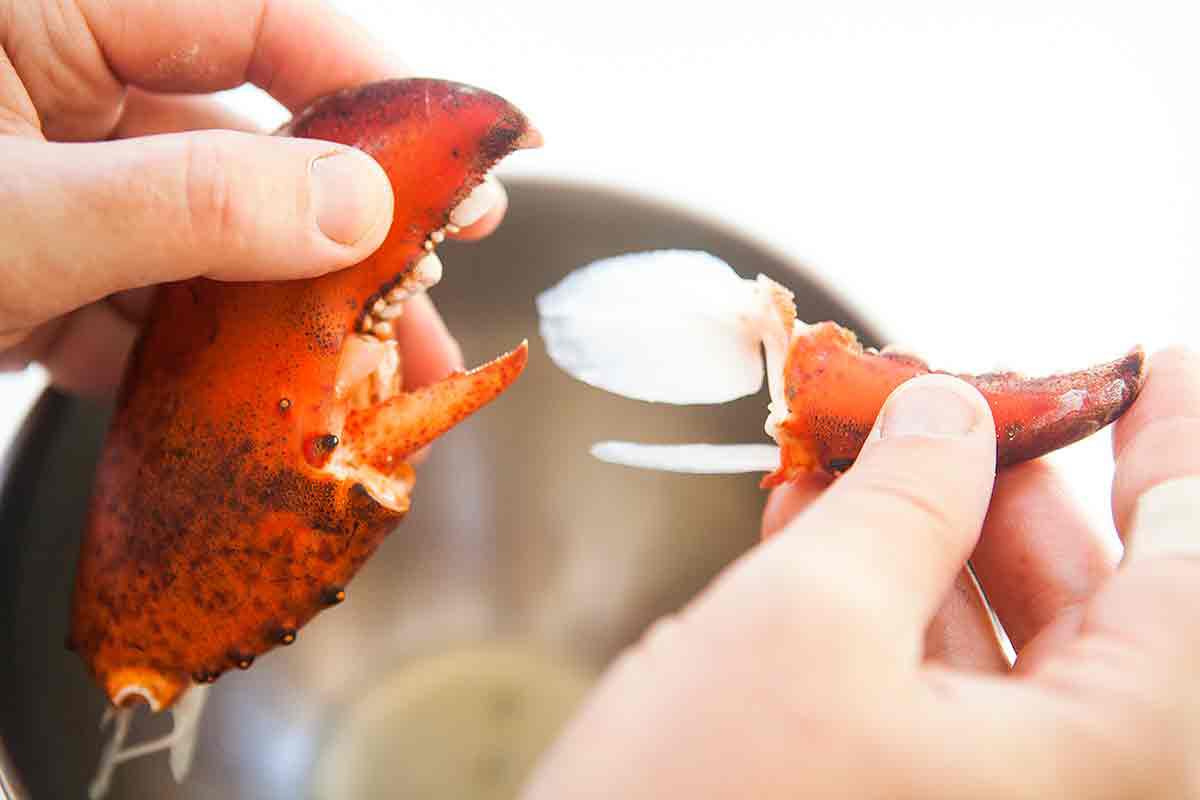 Meat of a lobster claw being revealed