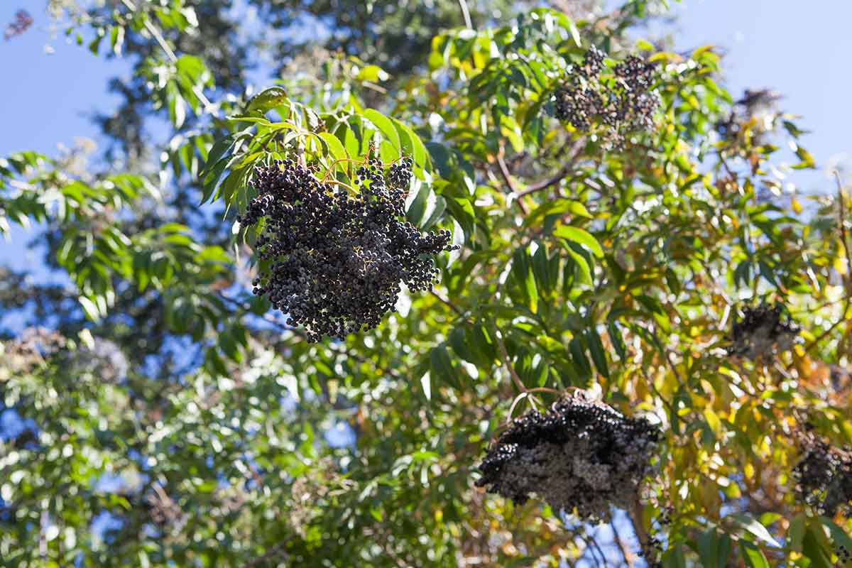 Elderberry bush
