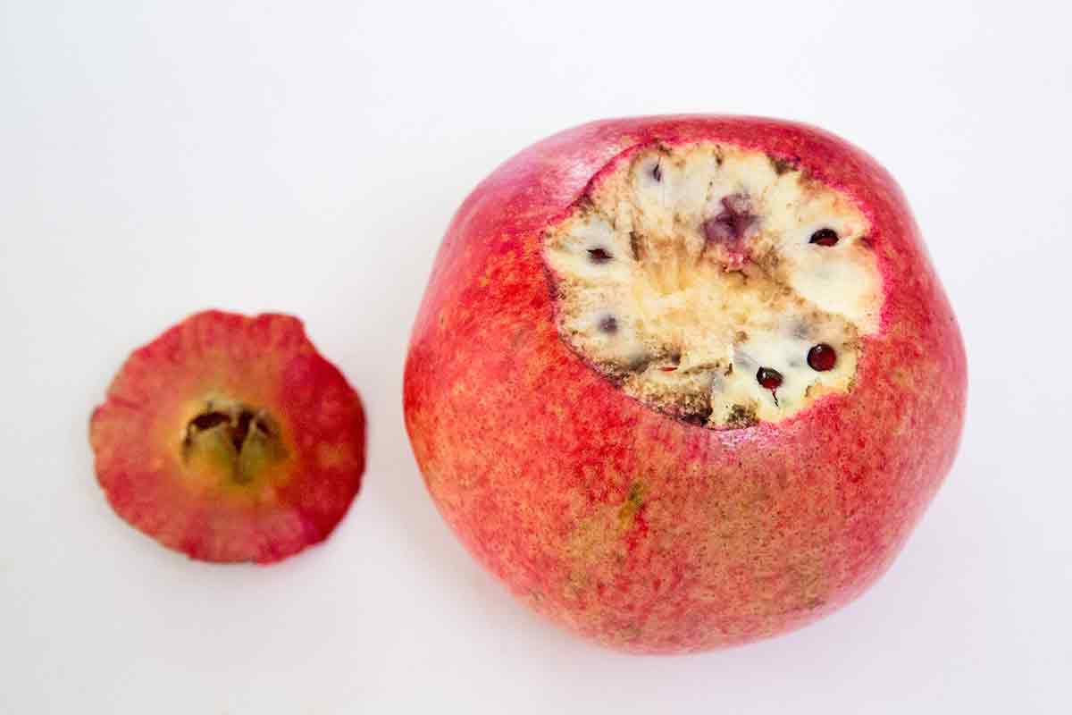 how to open a pomegranate - blossom cut from pomegranate
