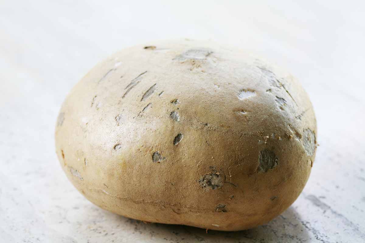 Jicama