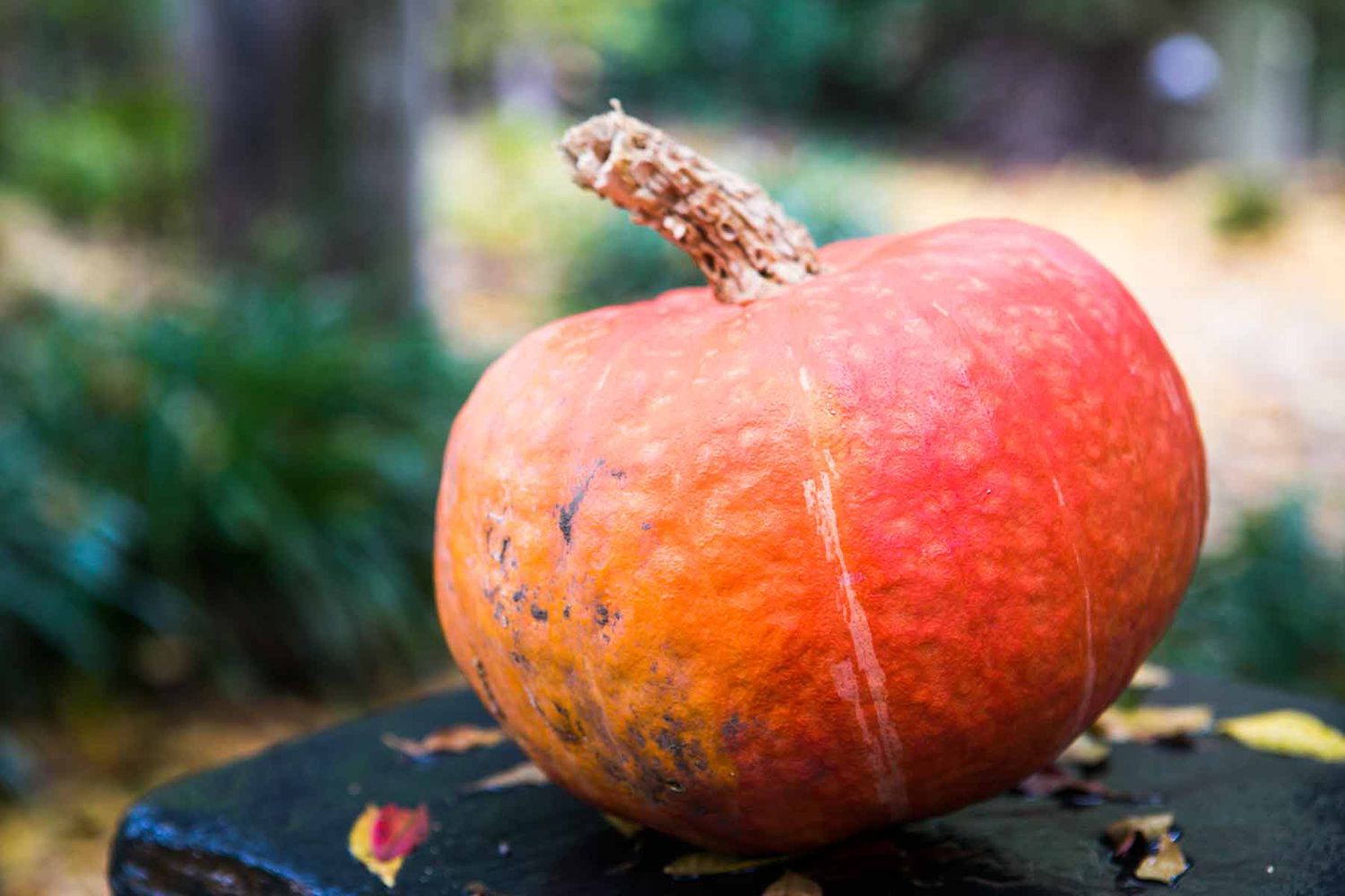 Kabocha Squash