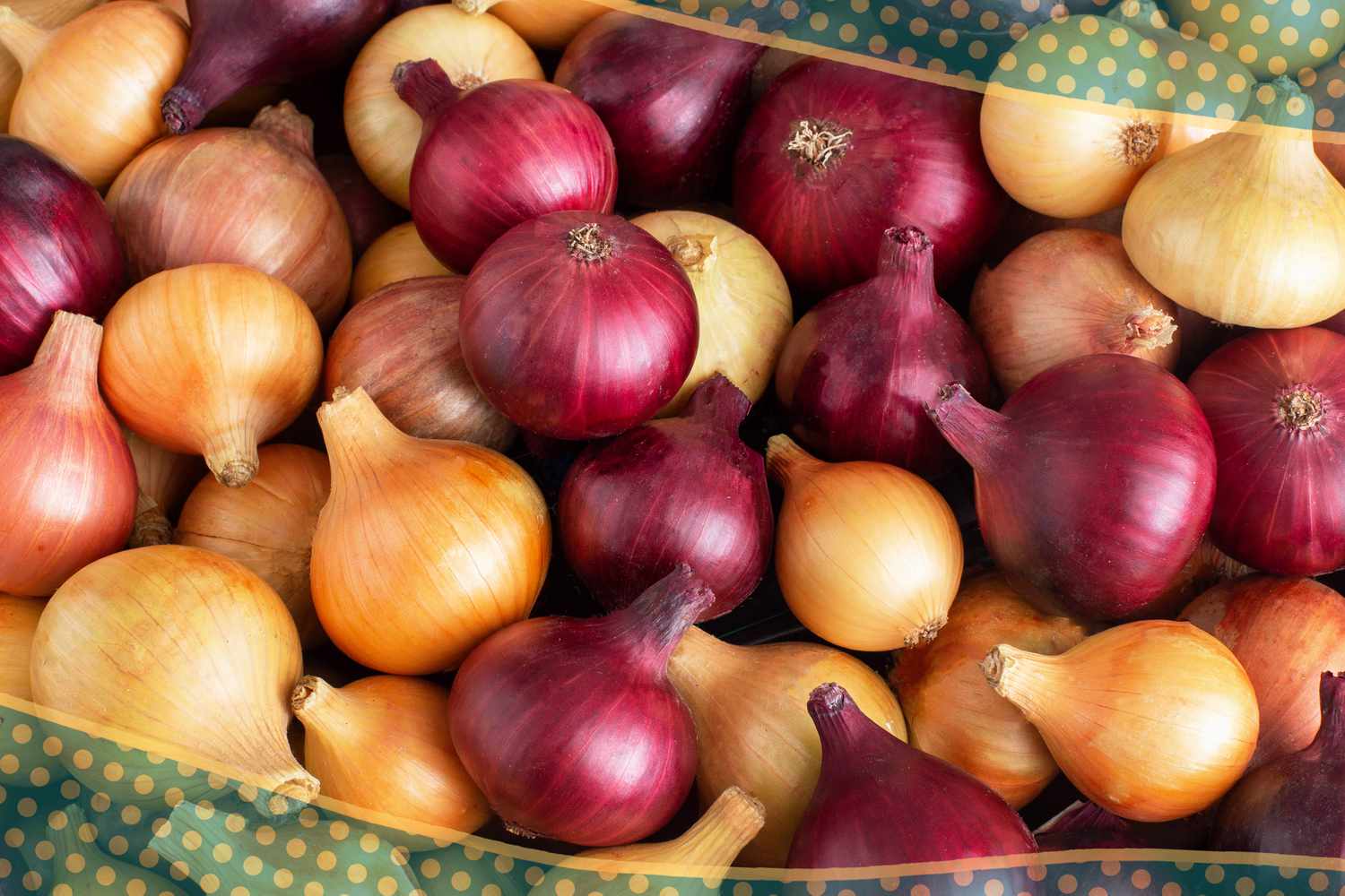 photo of yellow and red onions with a blue and yellow polka border 