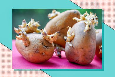 Potatoes with sprouts