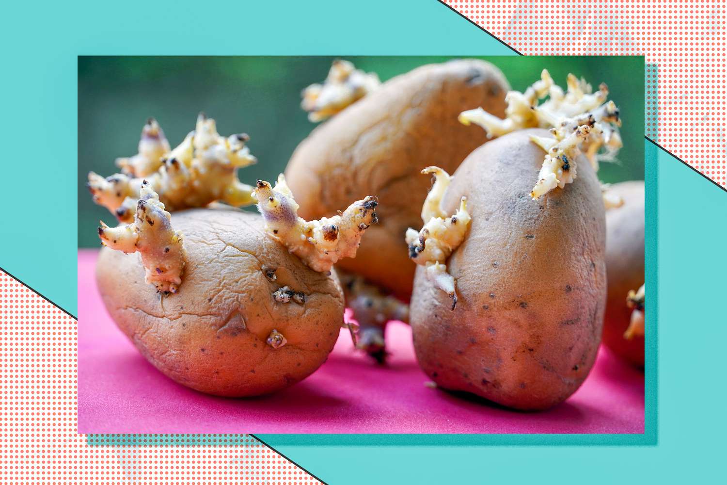 Potatoes with sprouts