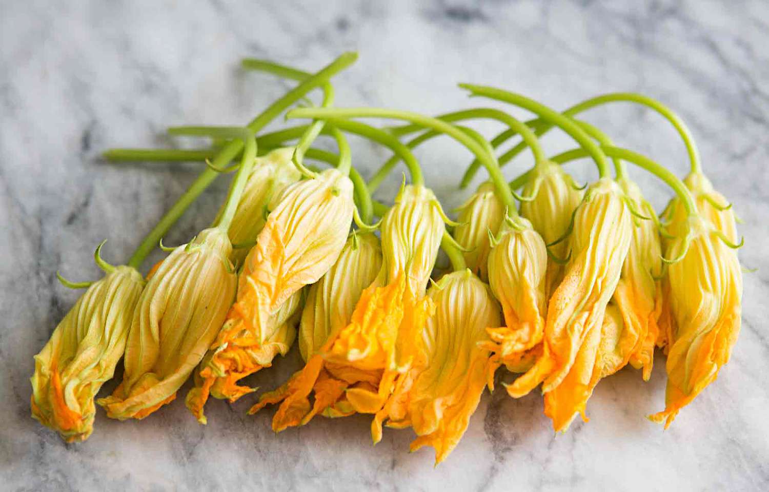 Zucchini Blossoms