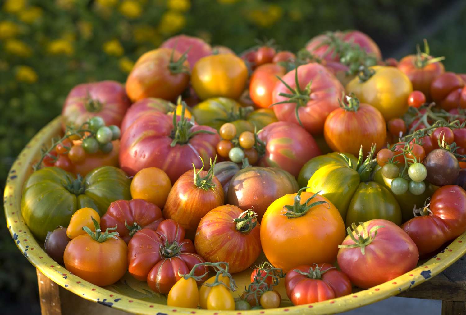 pile of heirloom tomatoes on a table outdoors