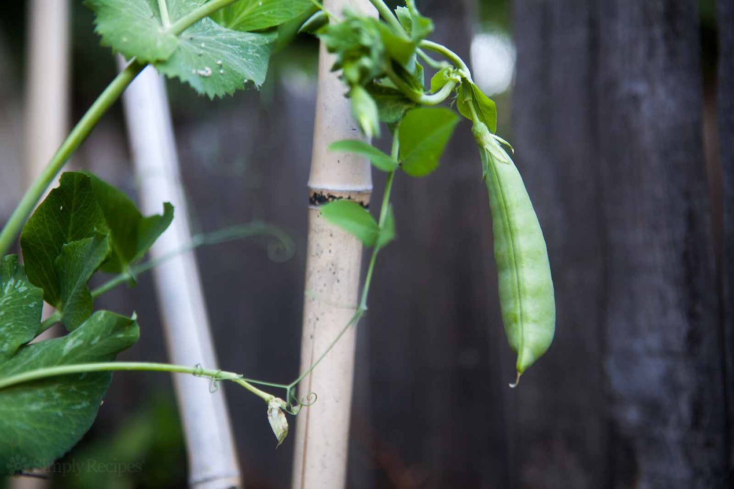 Sugar Snap Peas