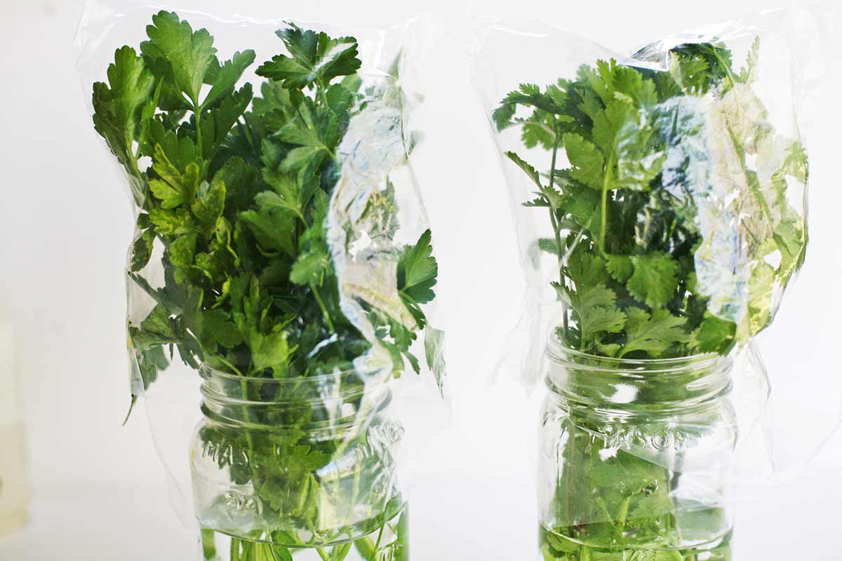 how to store parsley and fresh herbs
