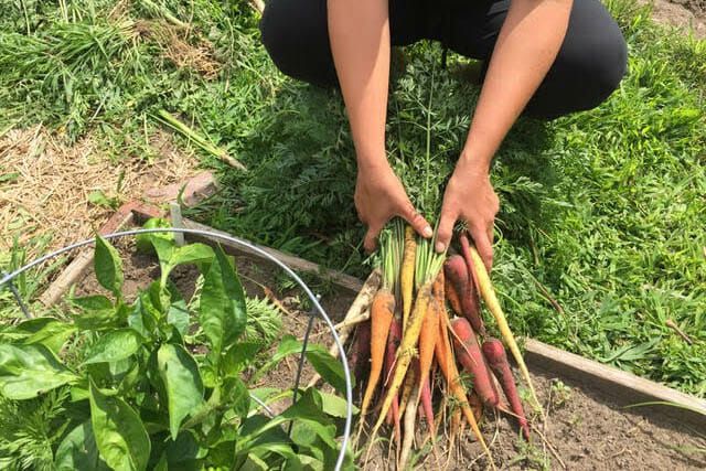 Garden Carrots