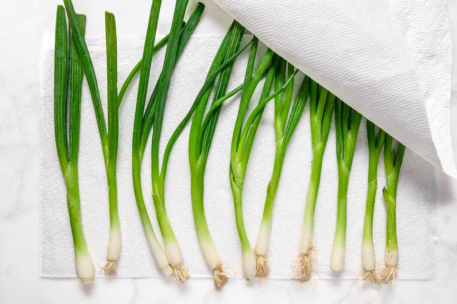 Green onions on a dry paper towel being covered by another paper towel