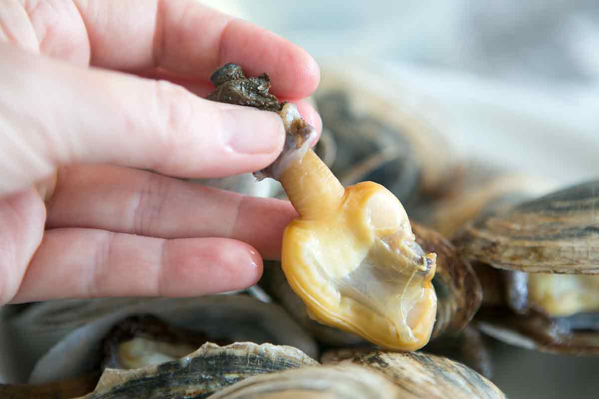 how to eat steamed clams or steamers