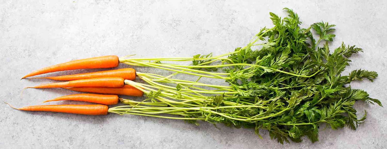 Fresh Young Carrots with carrot tops carrot greens