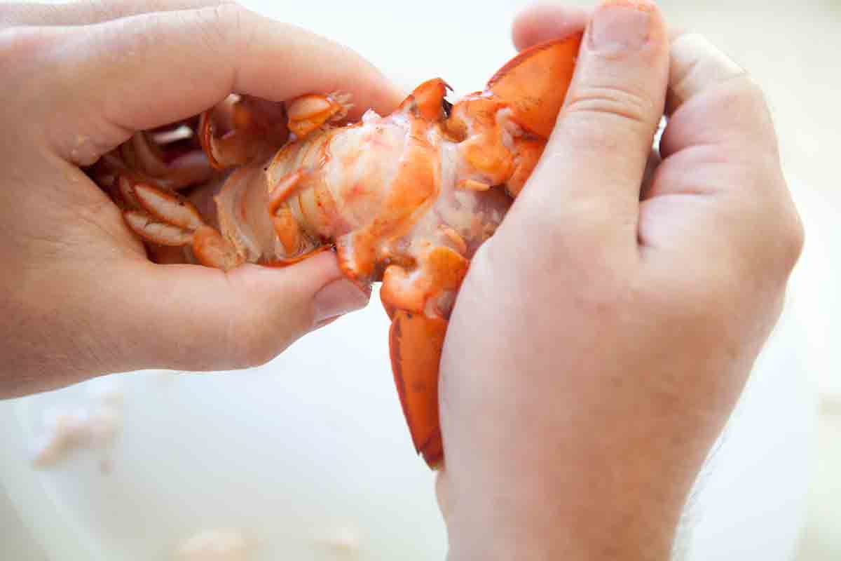 Grasp the end of the lobster tail with one hand, and the rest of the tail with the other