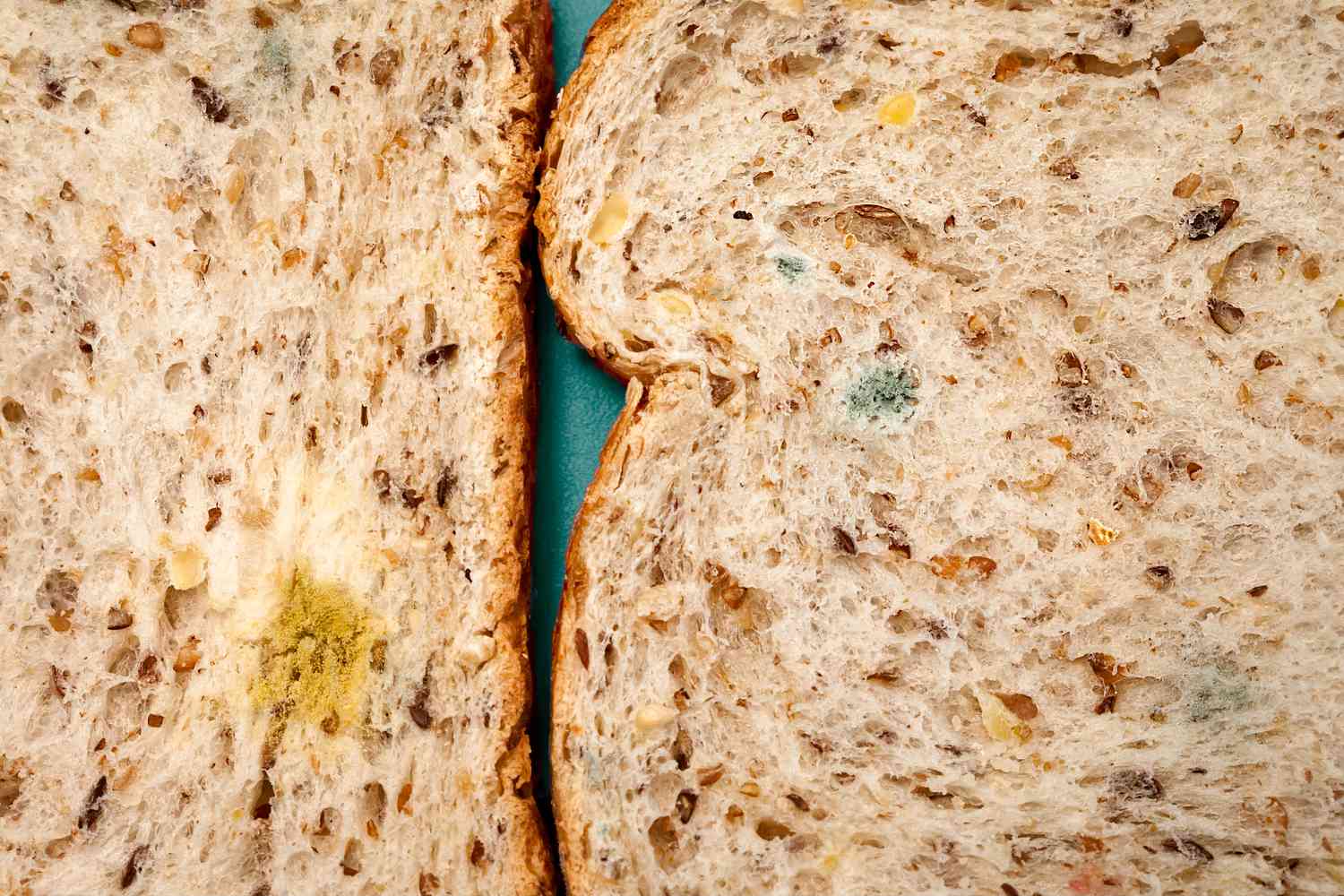 Close-up of mold on two slices of wholegrain bread