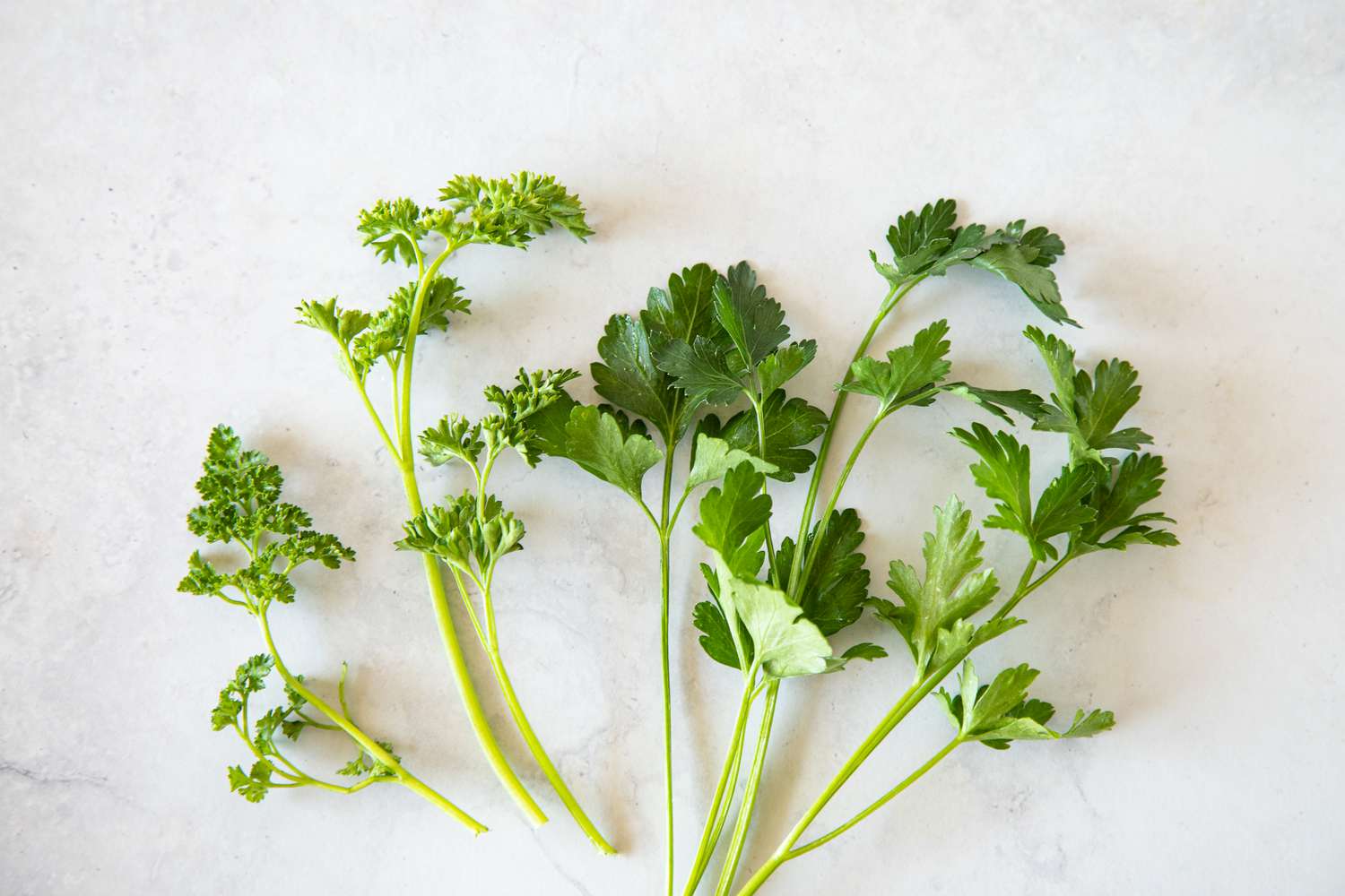 Two Types of Parsley (L to R): Curly Parsley and Italian Parsley (Flat Leaf Parsley)