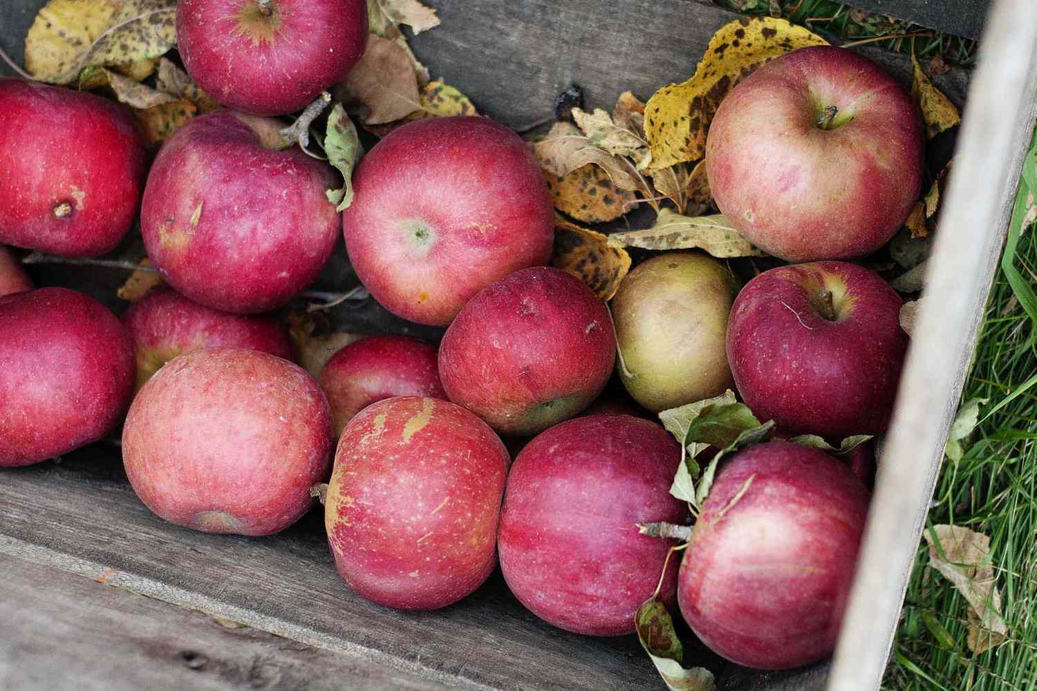 Apples outside in a wooden crate to show what apples are good for baking.