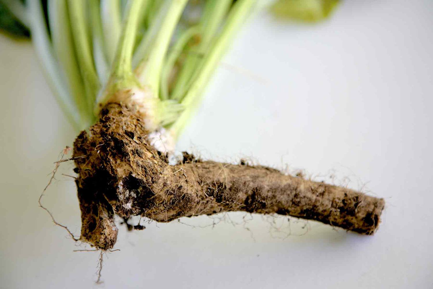 A small horseradish root with the leaves still attached