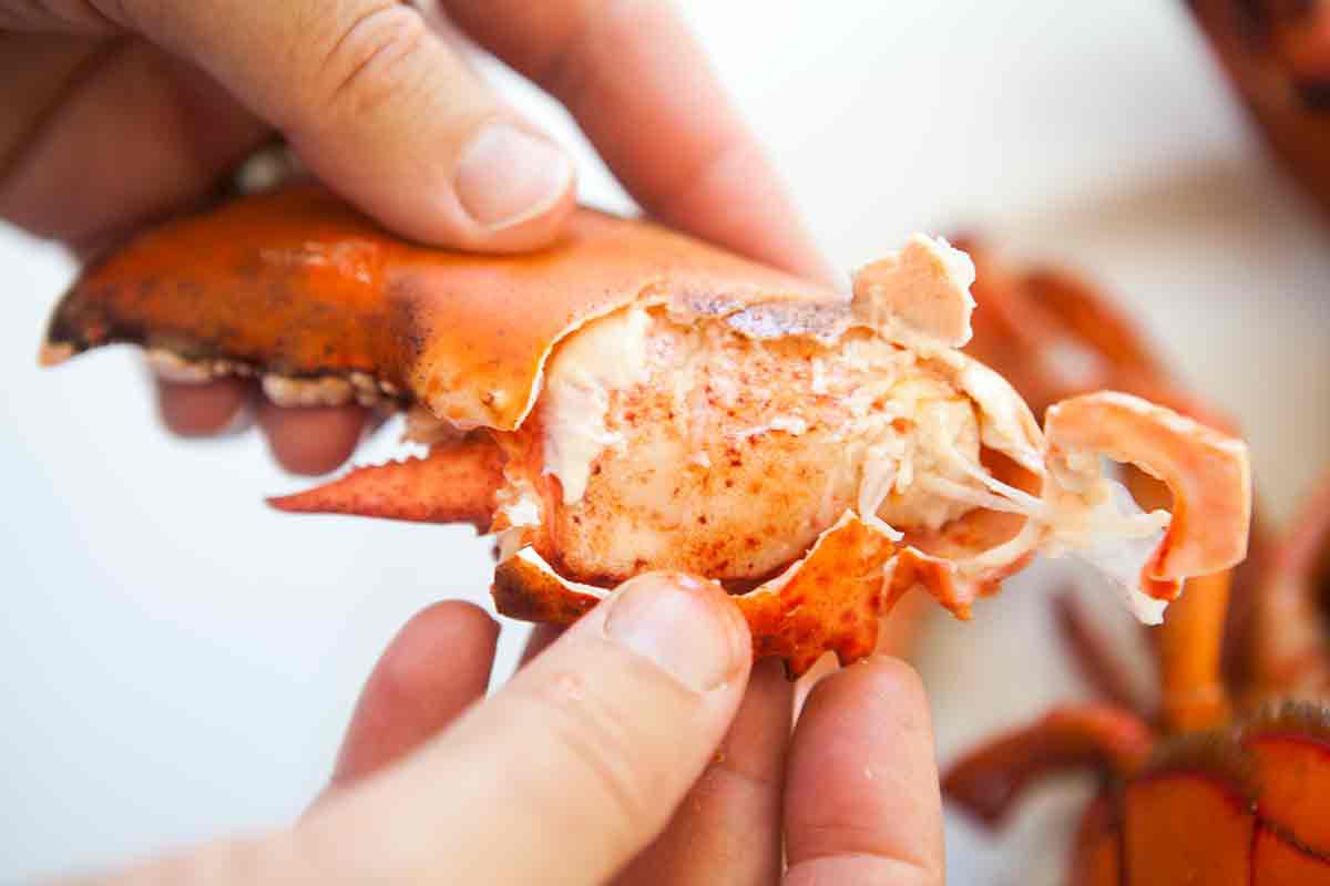 Shell pieces being pulled away to reveal the lobster meat