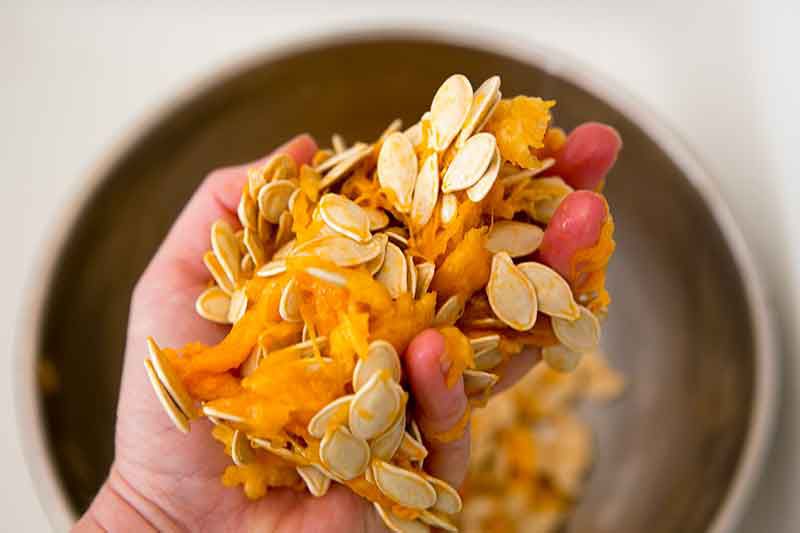 A hand holding freshly scooped seeds from a pumpkin