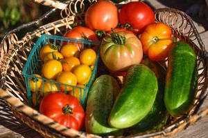 A basket with a variety of tomatoes and cucumbers displayed outdoors, emphasizing fresh and seasonal produce