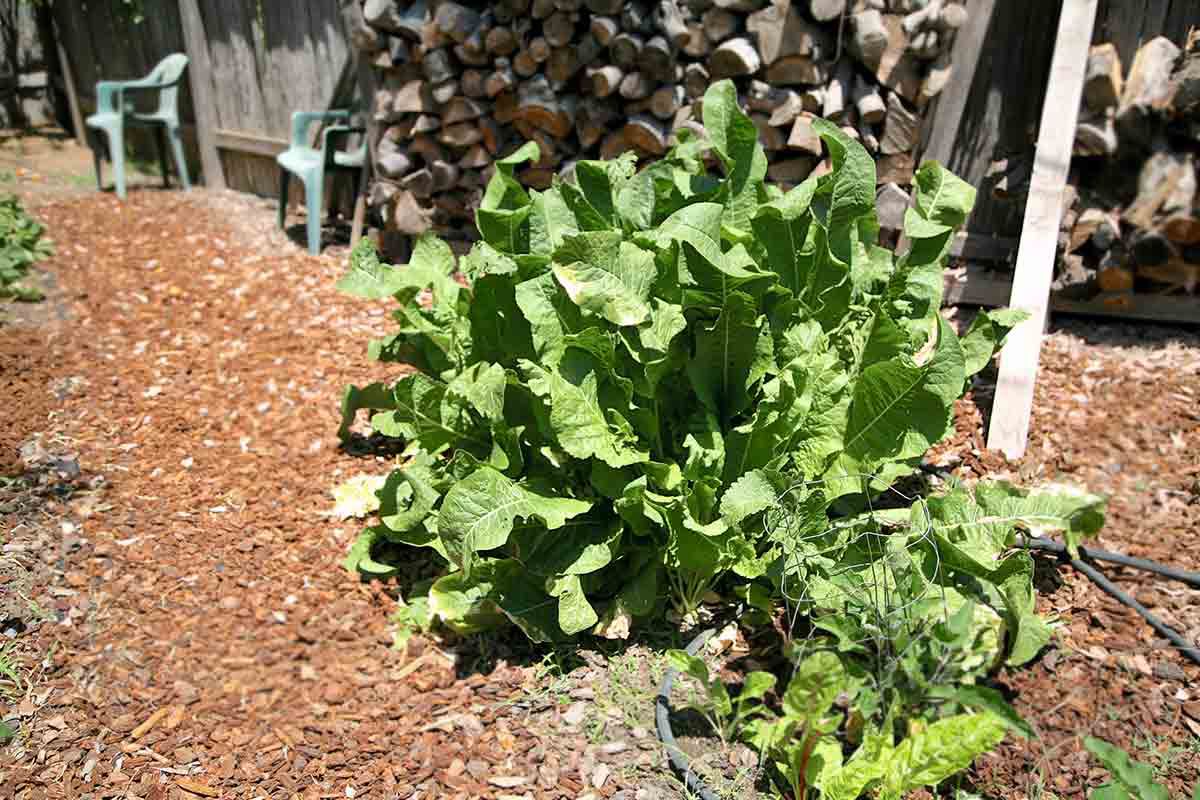 A sprawling horseradish plant in a garden