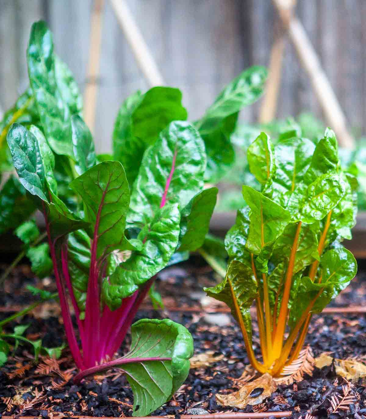 Garden Swiss Chard
